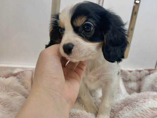 キャバリア・キングチャールズ・スパニエル