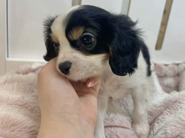 キャバリア・キングチャールズ・スパニエル