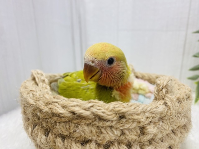 コザクラインコ（小桜インコ）