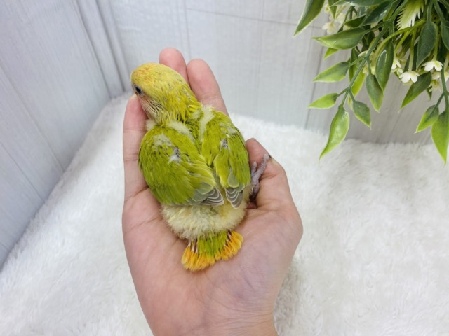 コザクラインコ（小桜インコ）