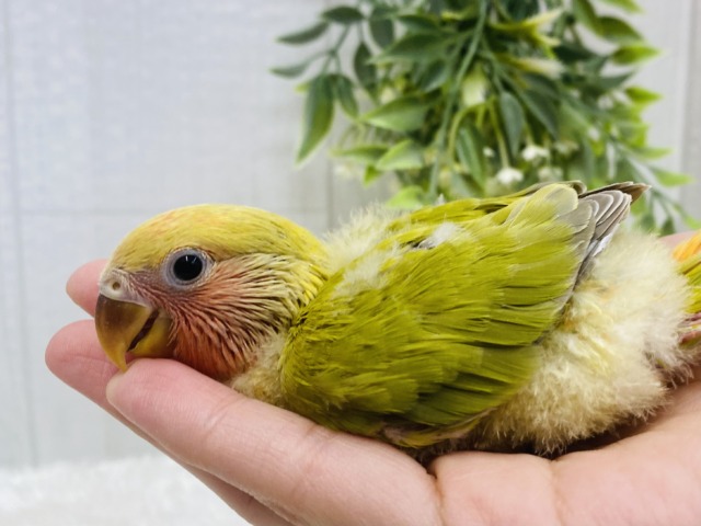 コザクラインコ（小桜インコ）