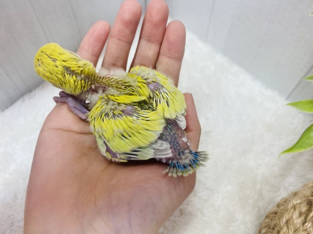 コザクラインコ（小桜インコ）