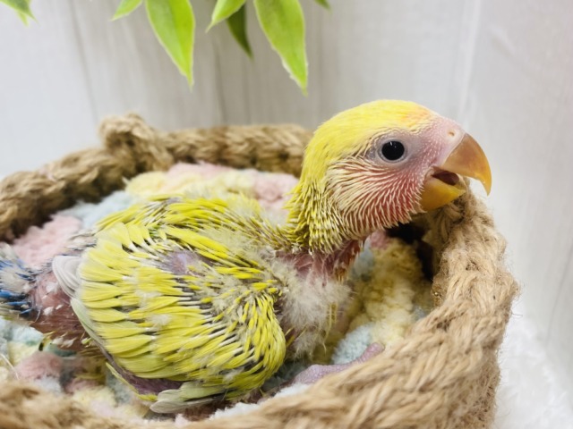コザクラインコ（小桜インコ）