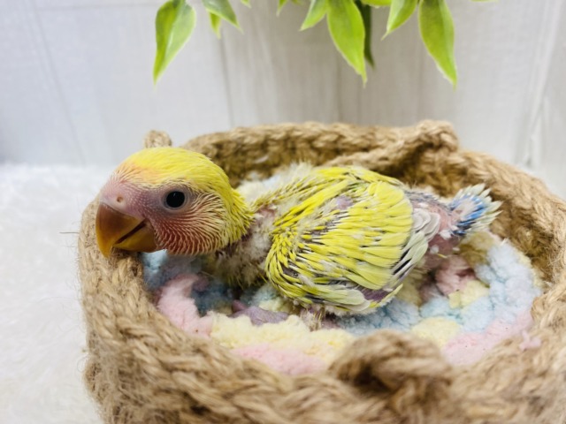 コザクラインコ（小桜インコ）