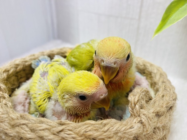 コザクラインコ（小桜インコ）