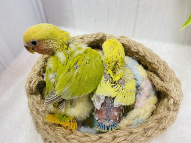 コザクラインコ（小桜インコ）