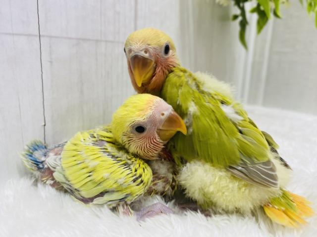 コザクラインコ（小桜インコ）