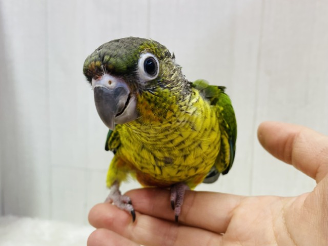 ワキコガネウロコインコ