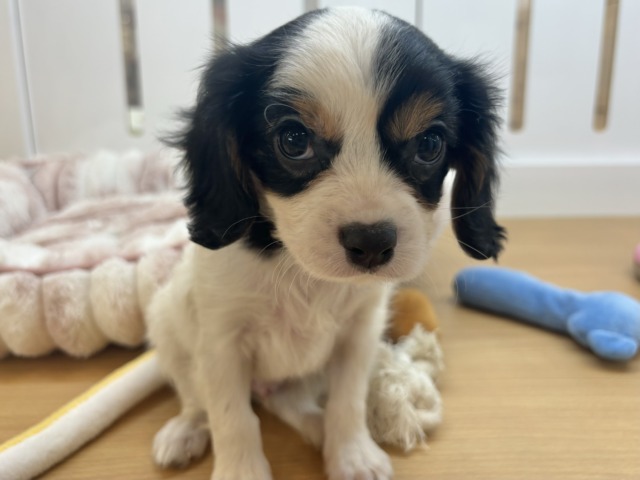 キャバリア・キングチャールズ・スパニエル