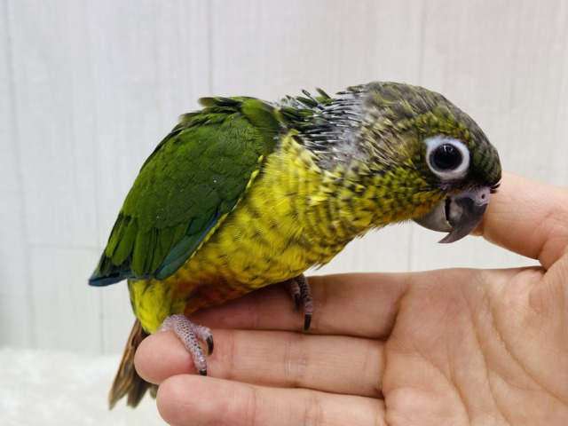 ワキコガネウロコインコ