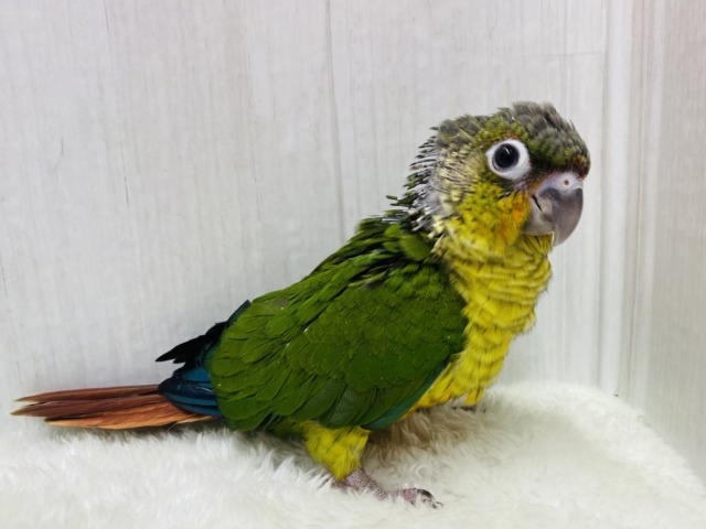 ワキコガネウロコインコ