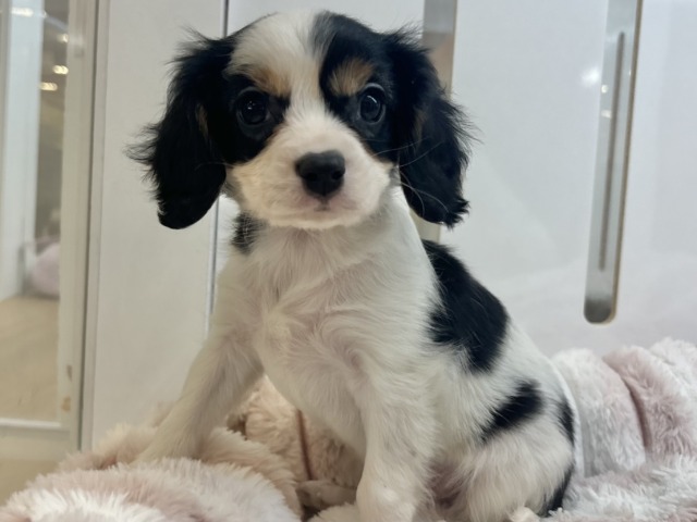 キャバリア・キングチャールズ・スパニエル