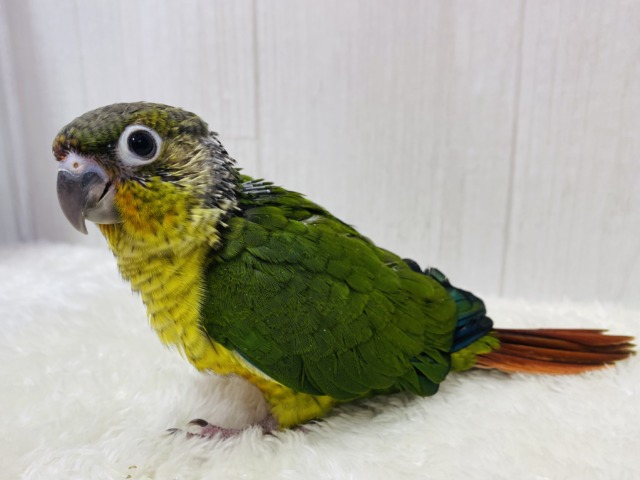 ワキコガネウロコインコ