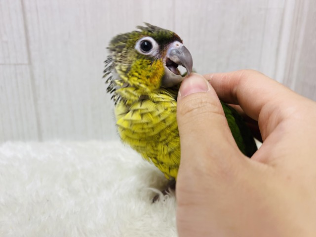 ワキコガネウロコインコ