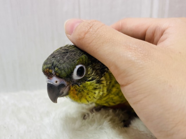 ワキコガネウロコインコ