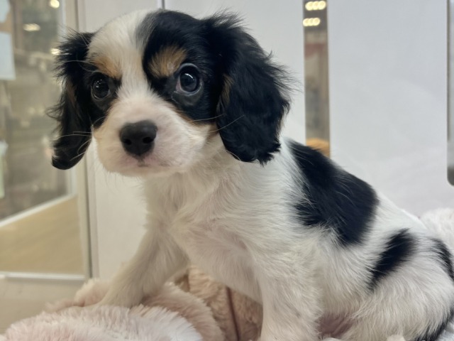 キャバリア・キングチャールズ・スパニエル