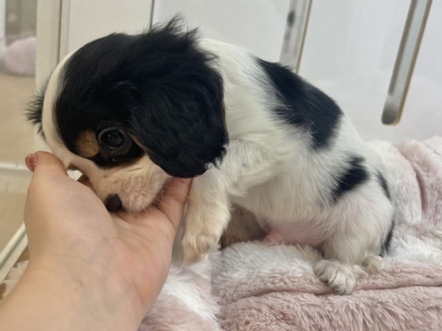 キャバリア・キングチャールズ・スパニエル