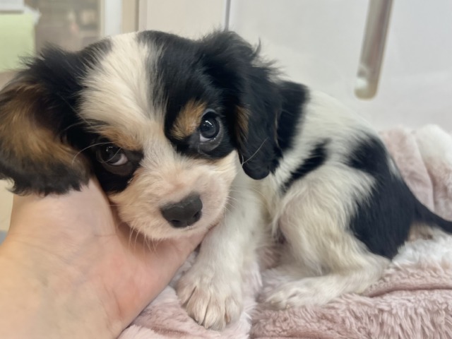 キャバリア・キングチャールズ・スパニエル