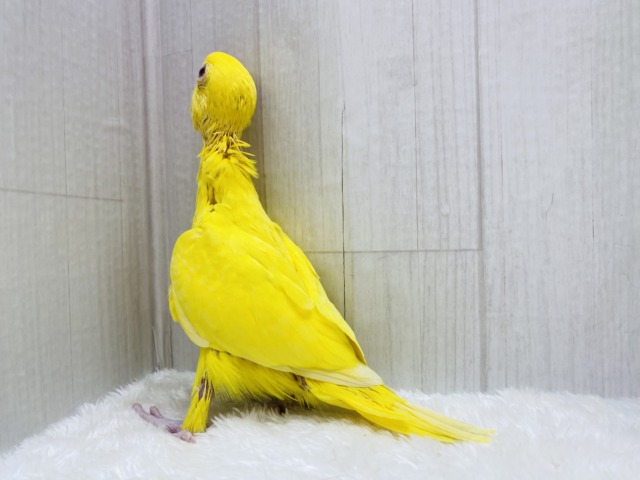 ワカケホンセイインコ（月の輪インコ）