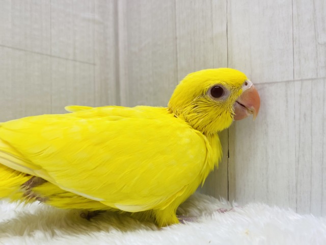 ワカケホンセイインコ（月の輪インコ）