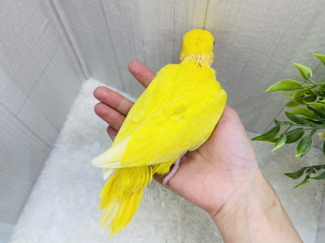 ワカケホンセイインコ（月の輪インコ）
