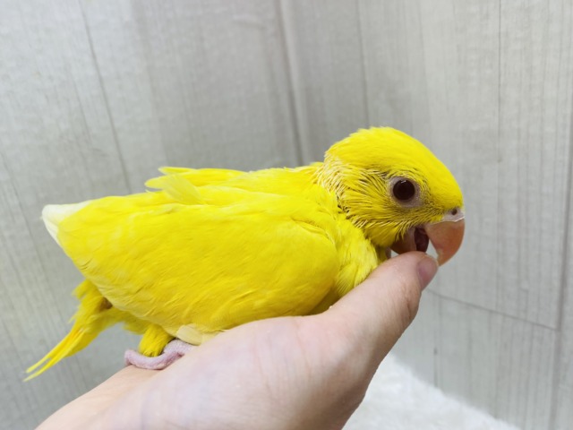 ワカケホンセイインコ（月の輪インコ）