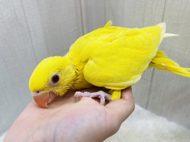 ワカケホンセイインコ（月の輪インコ）