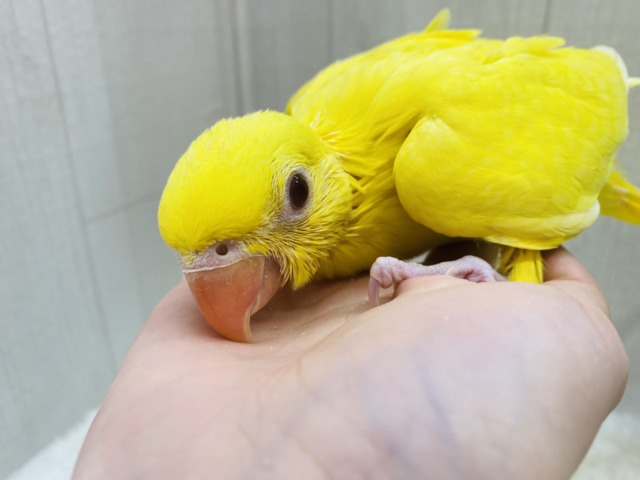 ワカケホンセイインコ（月の輪インコ）