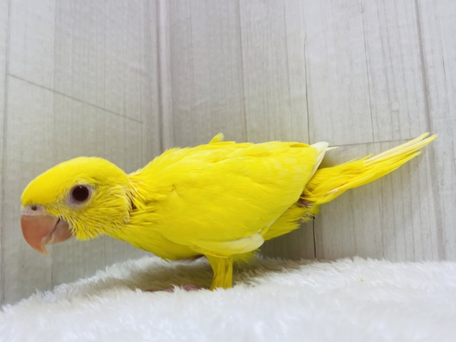 ワカケホンセイインコ（月の輪インコ）