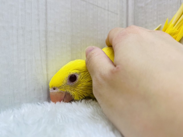 ワカケホンセイインコ（月の輪インコ）