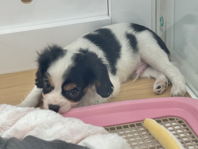 キャバリア・キングチャールズ・スパニエル