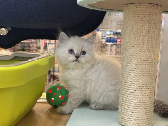 ネヴァマスカレード