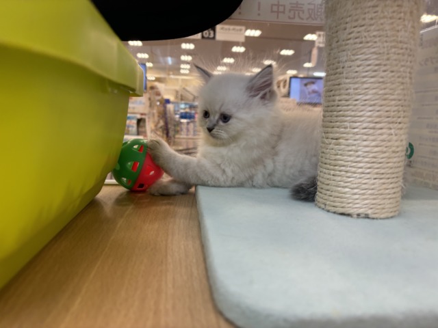 ネヴァマスカレード