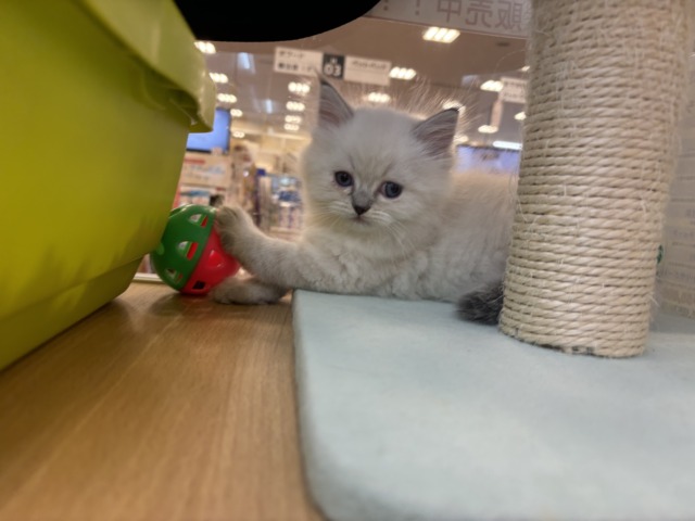 ネヴァマスカレード