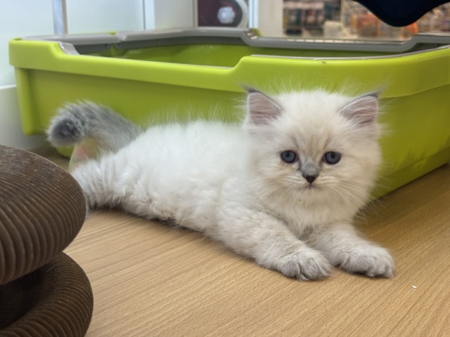 ネヴァマスカレード