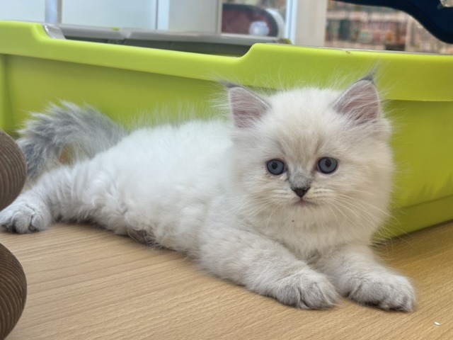 ネヴァマスカレード