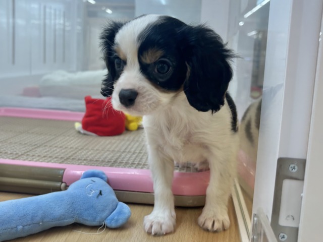 キャバリア・キングチャールズ・スパニエル