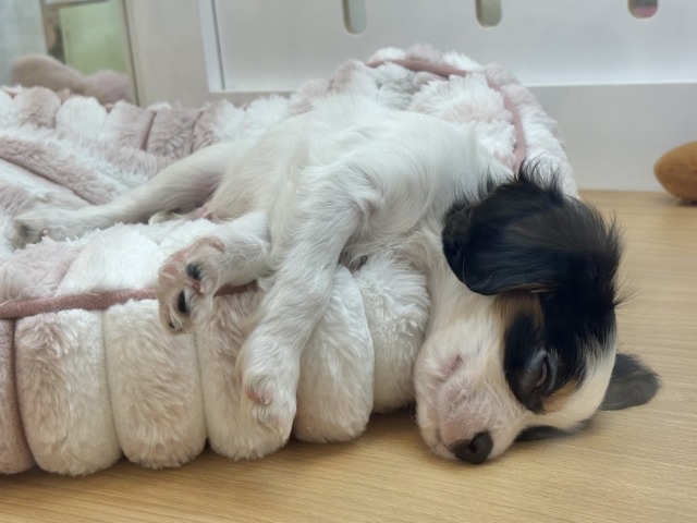 キャバリア・キングチャールズ・スパニエル