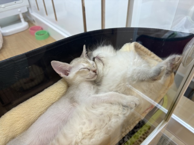 ネヴァマスカレード