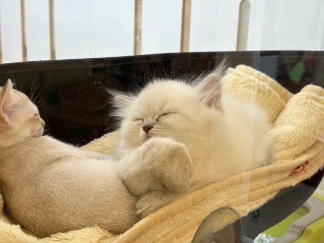 ネヴァマスカレード