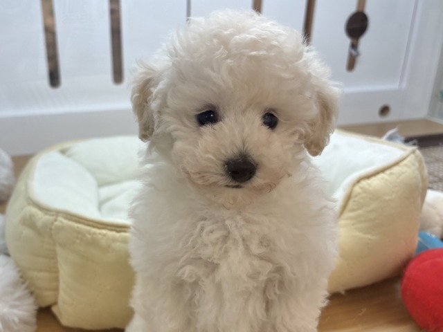 トイプードル
