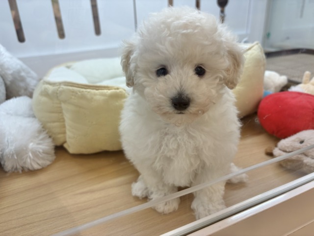 トイプードル