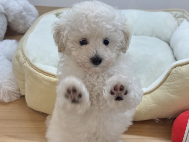 トイプードル