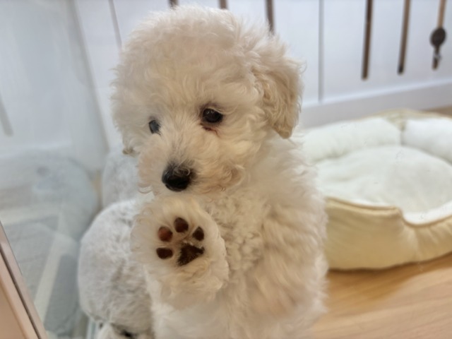 トイプードル