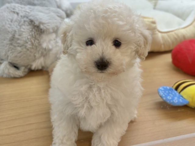 トイプードル