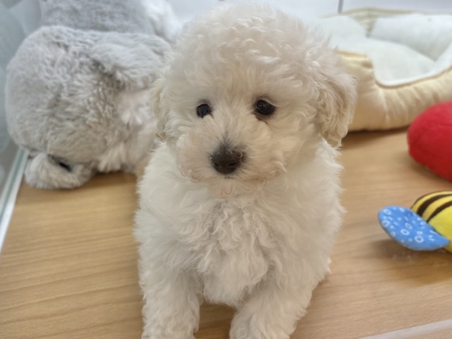 トイプードル