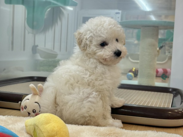 トイプードル