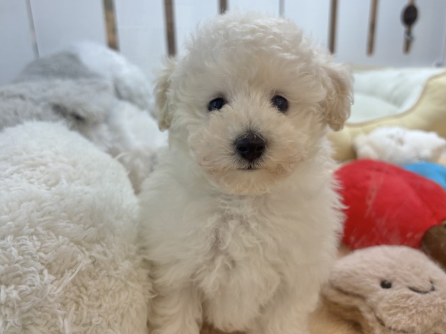 トイプードル