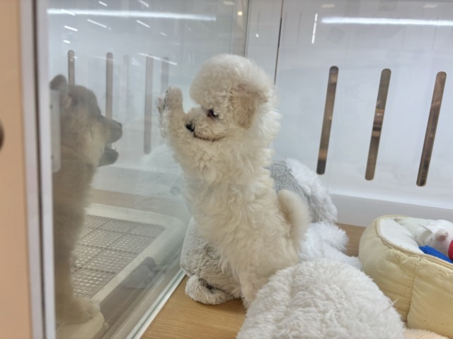 トイプードル