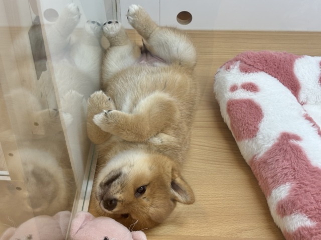 柴犬